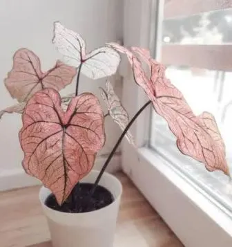 SymphonyCaladium